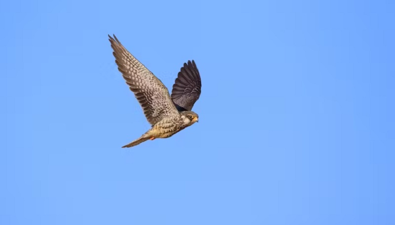 a village in nagaland went from hunting amur falcons to being their biggest protectors
